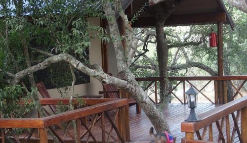 Leopard Tree Top Tent 1 