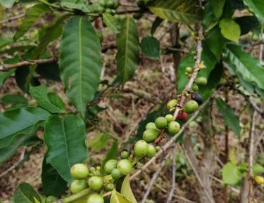 Twin Room with Mountain View