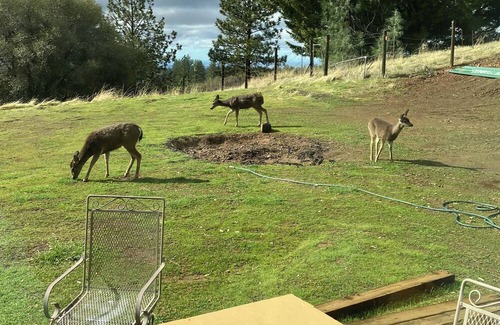 Fiddletown Cabin | Cottage at Deer Run