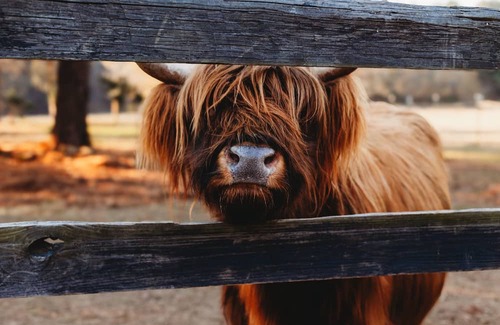 Thomson House | Come play with Scottish highland cows in a beautiful and cozy brand new RV!