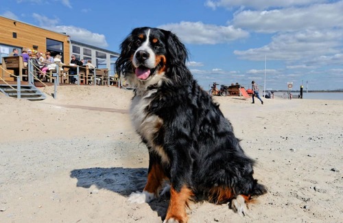 Krautsand Apartment | Elbstrand Resort Krautsand Deck 5, Elbblick