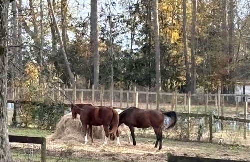 Cumming House | Modern elegance in midst of nature, shopping and entertainment