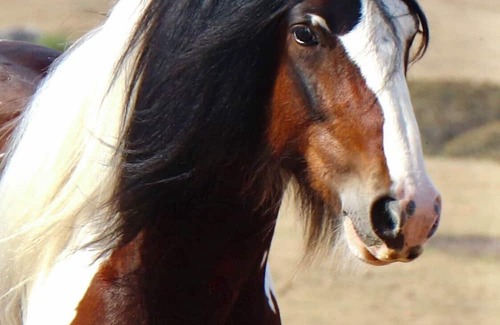 Gundaroo House | 1BR bungalow farmstay. Located 40mins north of Canberra
