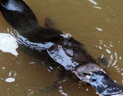 Eungella Apartment | Mountain Edge Escape