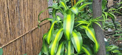Tanna Island House | White Sand Ocean View Bungalow and Tours