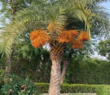 Noida Villa | Serene Farmstay with Pool & Machan!!