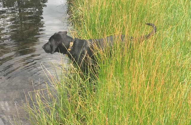 50 Acre Mountain Meadow Campground with Cabin, Bathhouse & Outdoor Kitchen