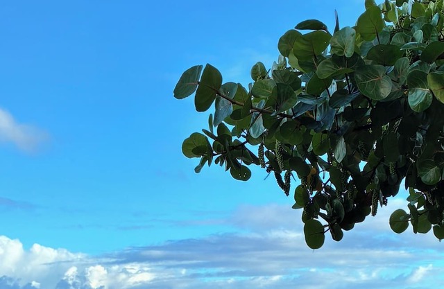 Beachfront North Shore Studio @ Sunset Beach