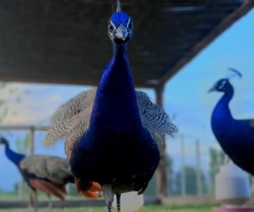 Complejo Campo Alegre