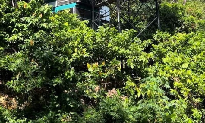 Parrita House | Experience nature,amidst nearly 900 tropical cacao trees!